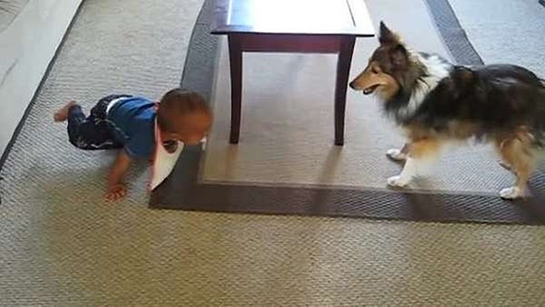 VIDEO Beba se nije mogla prestati smijati hiperaktivnom psu!