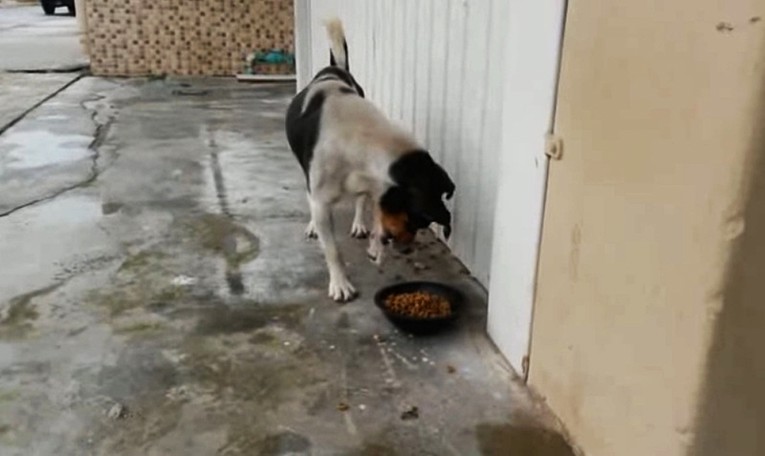 ŠOKANTNA SNIMKA Bolesni pas ne vjeruje ni vlastitim šapama dok jede