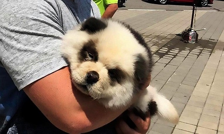 Muškarac uhićen nakon što je obojio svoga psa kako bi izgledao kao panda