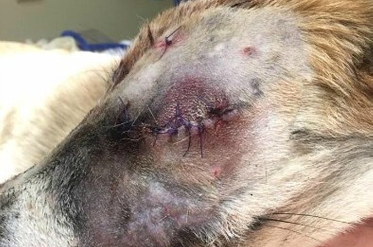 Pas Tristan je brutalno pretučen, morali su mu izvaditi oko