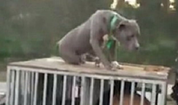 VIDEO Mi nismo baš sigurni, a vi? On tvrdi da njegov pas u ovome uživa!