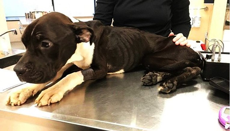 Nesretno štene udomljeno i nakon nekoliko mjeseci vraćeno u katastrofalnom stanju