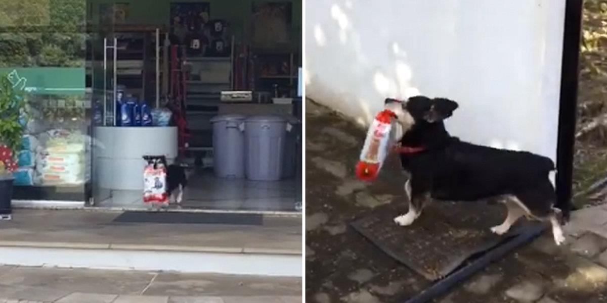 NEVJEROJATNO Pametni pas se ušetao u dućan i sam kupio vrećicu hrane!