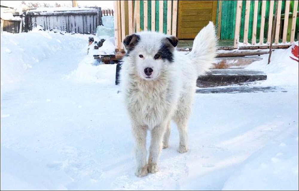 VELIKI LAJK Pas spasio dijete koje je napustila vlastita majka!