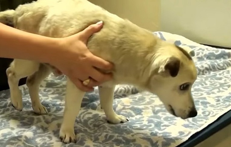 Pas lutalica vidi mačku prvi put u životu nakon što su mu operacijom vratili vid