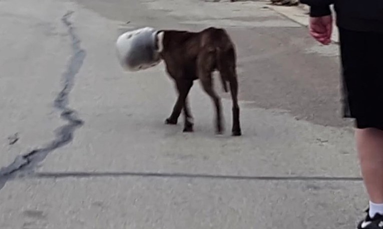 Ulicom je lutao pas s glavom u tegli, zbog toga danima nije mogao jesti i piti