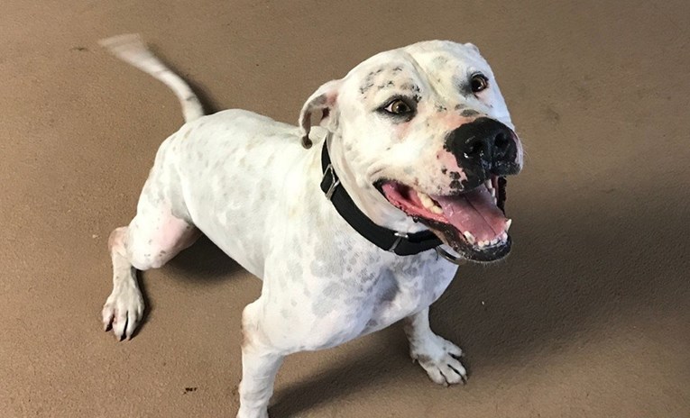 Psu koji je pronađen nakon poplave trebalo je dvije godine da nađe novi dom
