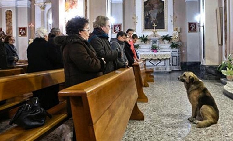 Pas slomljenog srca redovno je posjećivao crkvu nakon smrti voljene vlasnice