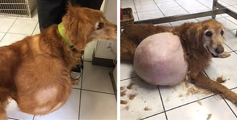 Vlasnik je psa ostavio na plaži iako je na sebi imao tumor težak 20 kilograma