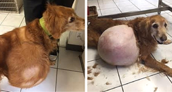 Vlasnik je psa ostavio na plaži iako je na sebi imao tumor težak 20 kilograma
