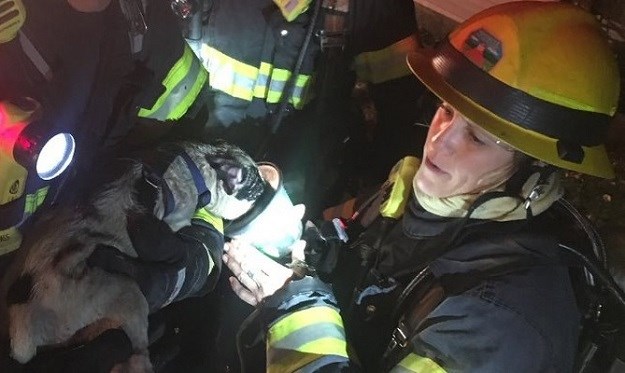 Pogledajte kako se pas zahvalio vatrogascu koji mu je spasio život!
