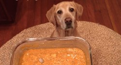 Žena se hvalila kako svome psu daje samo vegansku hranu, nije očekivala ovakve reakcije