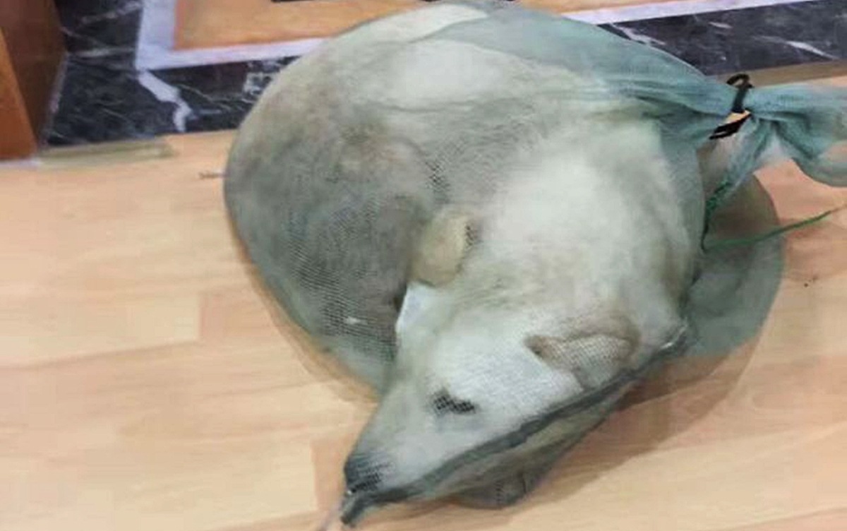 Muškarac ugledao ljude kako prodaju pse na kile pa im dao sve što je imao u novčaniku