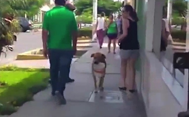 Žedni pas je s kantom u ustima hodao po ulici i molio za malo vode