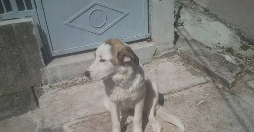 UZNEMIRUJUĆE FOTOGRAFIJE 50-godišnji monstrum u Kninu objesio psa
