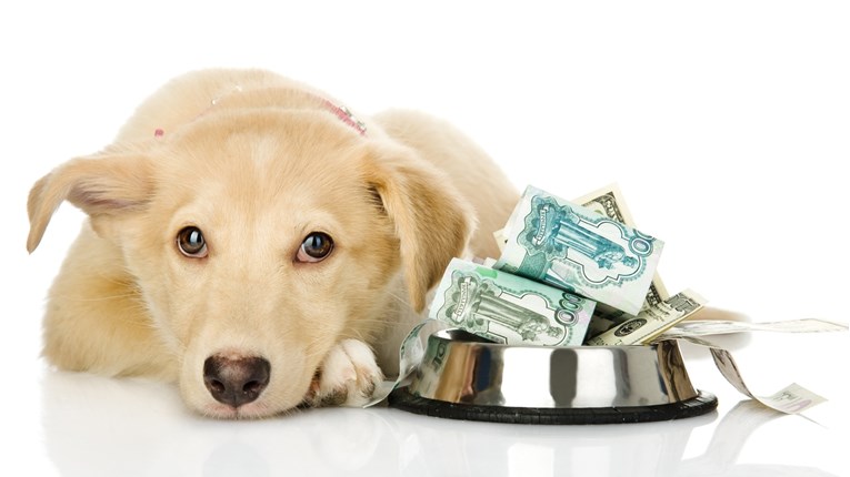 VIDEO Labradorica koja voli novac