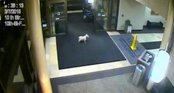 Pas prešao kilometre kako bi posjetio svoju vlasnicu u bolnici