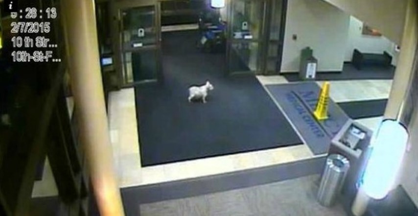 Pas prešao kilometre kako bi posjetio svoju vlasnicu u bolnici