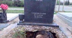 Svi su mislili da pas s beogradskog groblja čuva mrtvu vlasnicu, ali čuvala je nešto drugo