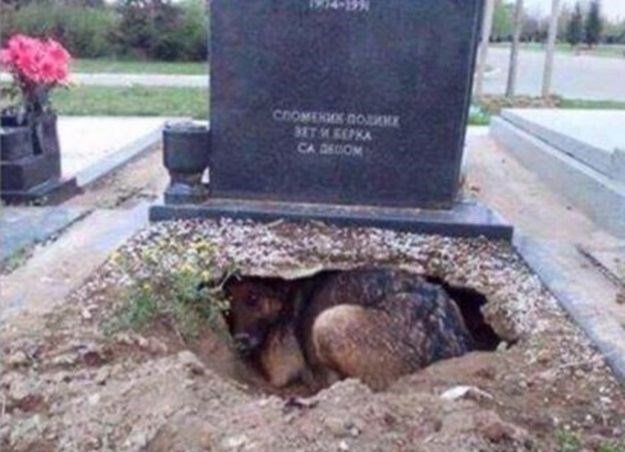 Svi su mislili da pas s beogradskog groblja čuva mrtvu vlasnicu, ali čuvala je nešto drugo