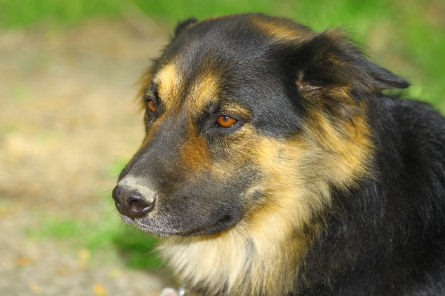 Medo je jedini pas u Hrvatskoj kojem je sud zabranio lajanje, oglasili se Prijatelji životinja