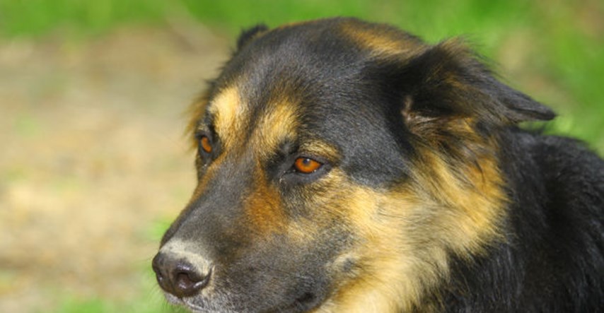 Medo je jedini pas u Hrvatskoj kojem je sud zabranio lajanje, oglasili se Prijatelji životinja