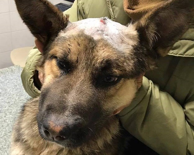 HRVATSKA ŠOKIRANA 70-godišnja umirovljenica sjekirom smrskala psu glavu