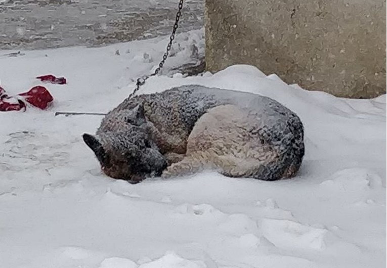 Fotografija psa prekrivenog snijegom u Zaprešiću rastužila je Hrvatsku, evo što kaže vlasnik