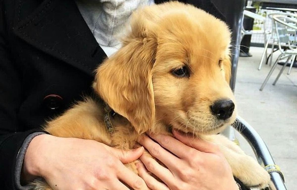 Hrvate posvađao komentar jedne učiteljice o psu: "Još jedna glupača, takve će koze u pakao"