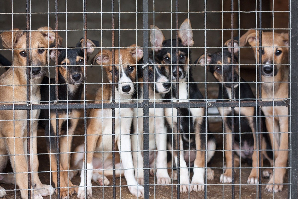 Kinezi zabranjuju pseće meso na zloglasnom Yulin festivalu?