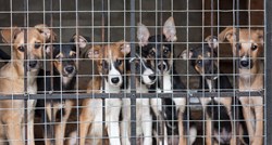 Kinezi zabranjuju pseće meso na zloglasnom Yulin festivalu?