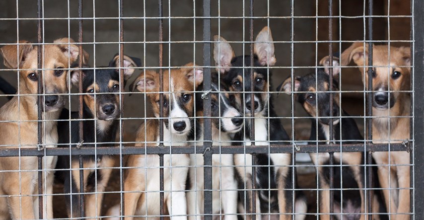 Kinezi zabranjuju pseće meso na zloglasnom Yulin festivalu?