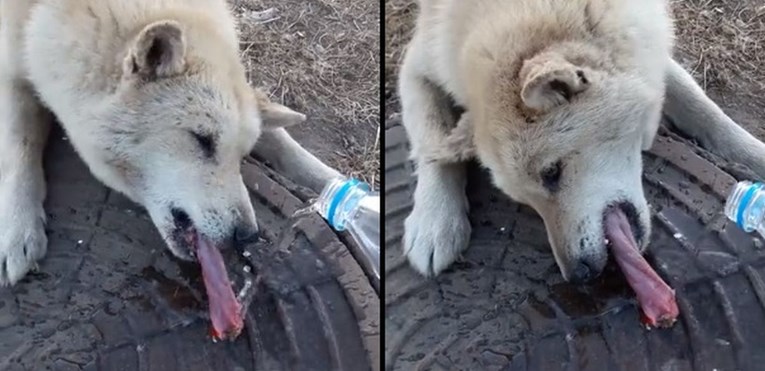 VIDEO Kad je vidio psa zalijepljenog jezika kako se muči, nije ga mogao ostaviti