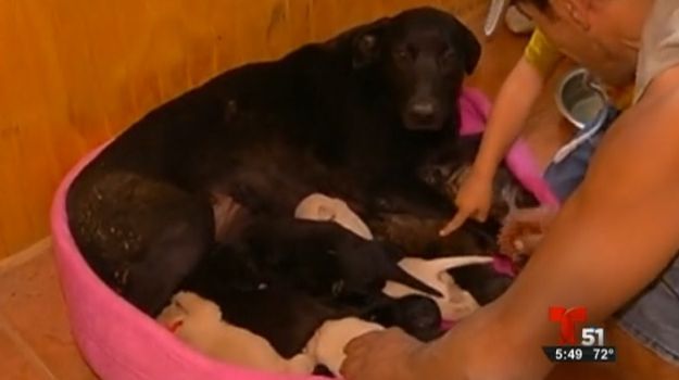 Mama zna najbolje: Kujica zakopala štence kako bi ih spasila od požara