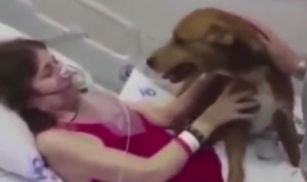 Video koji slama srce: Pas došao u bolnicu posljednji put vidjeti vlasnicu