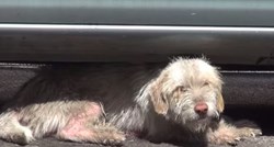 Snimka koja će vas rasplakati: Psić spašen nakon sedam mjeseci očajnog života