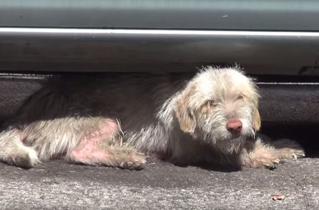 Snimka koja će vas rasplakati: Psić spašen nakon sedam mjeseci očajnog života