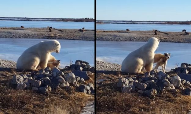 VIDEO Slatka snimka polarnog medvjeda koji mazi psa skriva jezivu priču