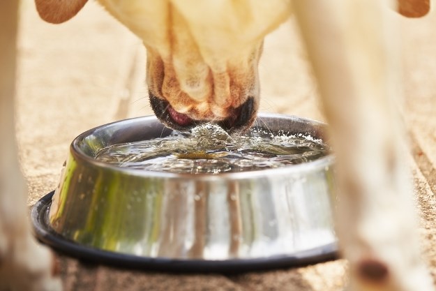Koliko je psima potrebno vode?