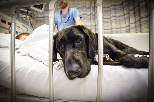 Priča o prijateljstvu: Odani pas svugdje prati dječaka, pa i u bolnicu!