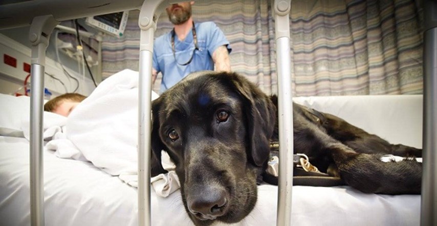 Priča o prijateljstvu: Odani pas svugdje prati dječaka, pa i u bolnicu!