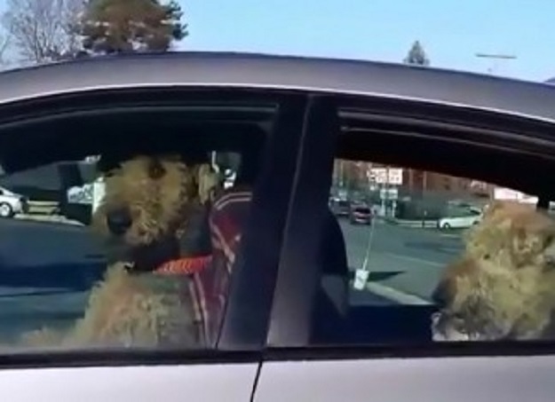 VIDEO I ovo se može dogoditi kad psa ostavite samog u automobilu