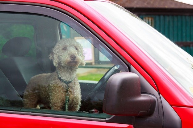 VIDEO Tako se to radi: Da spasi psa kamenom razbio prozor na tuđem BMW-u
