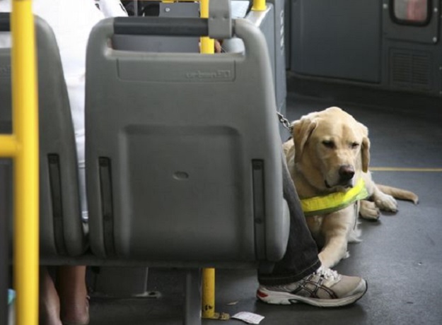 Pas posvađao putnike ZET-ovog autobusa! Situaciju na kraju rješavala policija