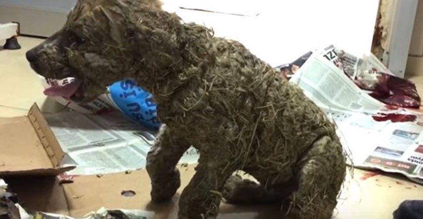 VIDEO Djeca brutalno zlostavljala štene koje je čudom preživjelo