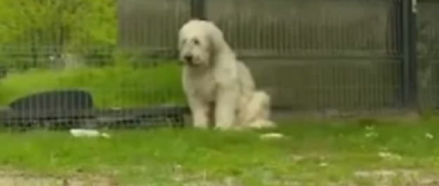 Sjećate se Hachika? I ovaj  pas 5 godina čeka vlasnika se više neće vratiti