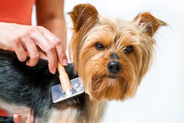 Kako prepoznati i riješiti probleme osjetljive kože kod pasa?