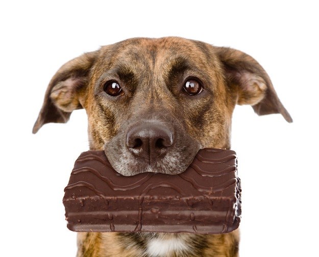 Ubio pse hraneći ih čokoladnim keksima i Kit Kat čokoladicama