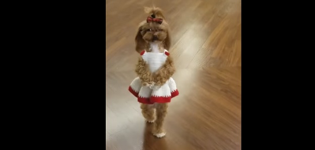VIDEO Slatko ili okrutno? Prosudite sami!