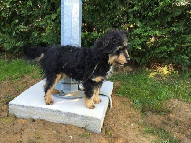 Eutanazija za 5 dana: Rea i Max hitno trebaju vašu pomoć!